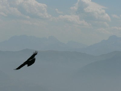 Aigle dans le ciel du Vercors avec au fond la chaine des Alpes, Isre, France