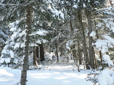 Sous bois en hiver dans le Vercors, Isre, France